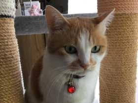 譲渡会で出会った、ぽっちゃりボディーの保護猫「ニノ」