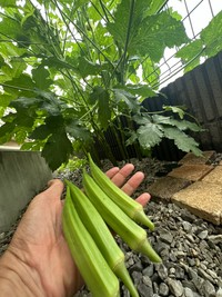 「庭の砂利にオクラの種をまいたら大変な事になってます。5月スタートで早くも92本。こんなにオクラを食べた夏は今まで無い」と投稿するほどに！ （みかんぼーやさん提供）