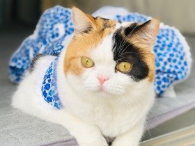 お友達からもらった洋服を着てるんるん　スコティッシュフォールド「はな」