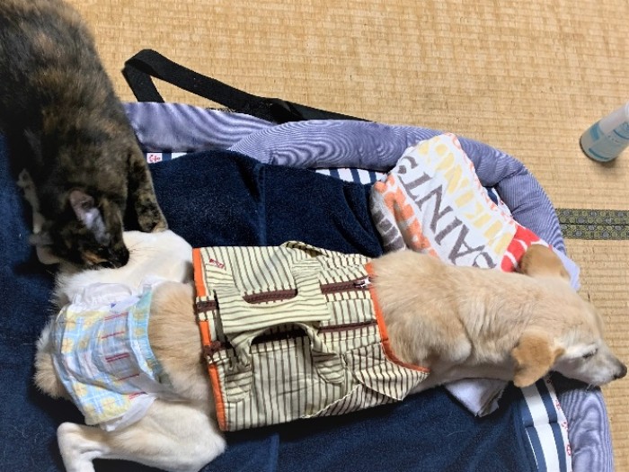 はなのお尻にスリスリしていくサビ猫ポチ（直実さん提供）