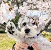 花にタッチを試みるペレたんくん（ペレたんさん提供）