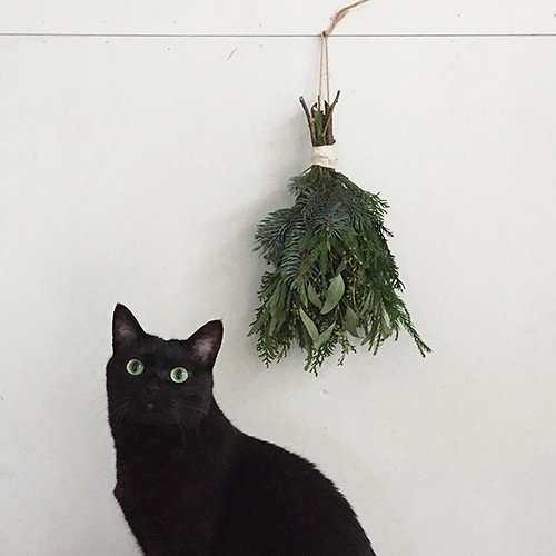 クロ＝写真・桑原奈津子「いっぴきとにひき」より