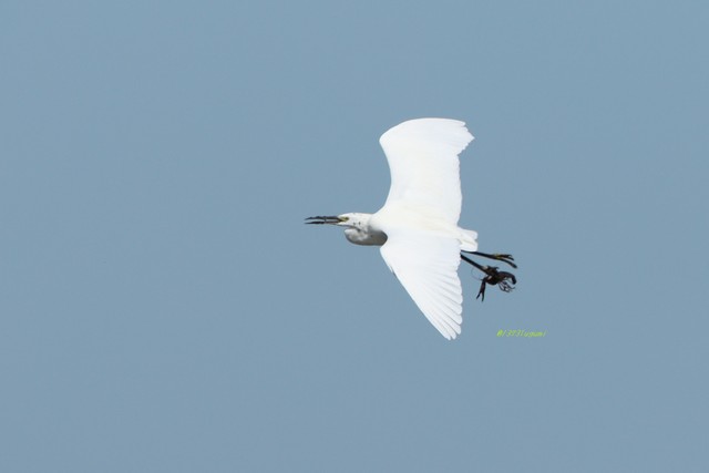 あれれ？…何あれ？／エタさん（@1373Tugumi）提供