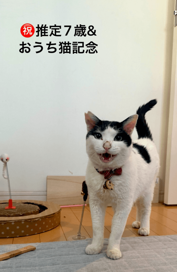 おうち猫になって1年！毛もフワフワで愛されて暮らしているごまさん　画像提供：猫沼さん