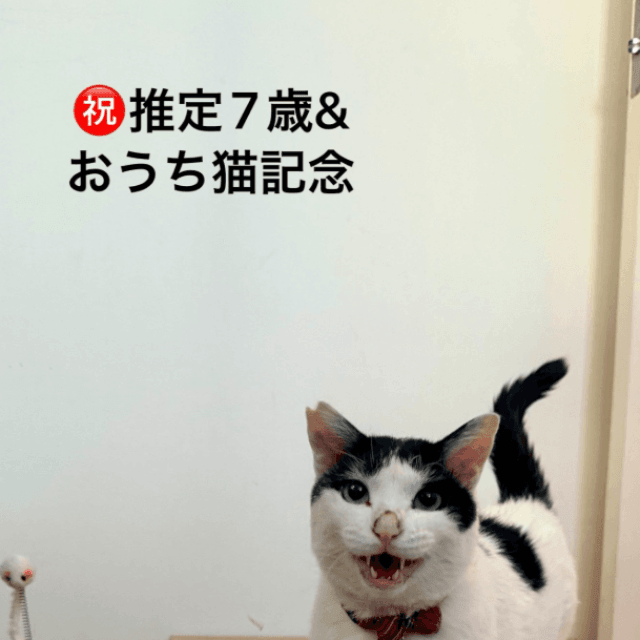 おうち猫になって1年！毛もフワフワで愛されて暮らしているごまさん　画像提供：猫沼さん