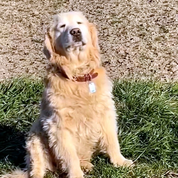 「帰りません」目を閉じて無言になるノアちゃん（画像提供：えっちゃんさん）