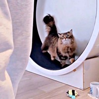 途中、足をとめて飼い主さんの様子をうかがうヤマネコくん（画像提供：ヤマネコさん）