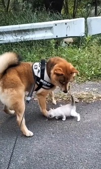 互いに関心がある様子のティーと子猫／投稿者さん提供