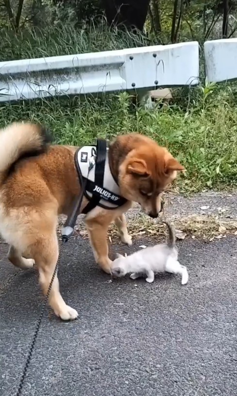 互いに関心がある様子のティーと子猫／投稿者さん提供