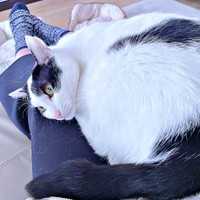 飼い主さんの膝上でくつろぐハルさん（画像提供：APO（ポメラニアン）さん）