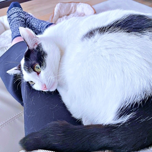 飼い主さんの膝上でくつろぐハルさん（画像提供：APO（ポメラニアン）さん）