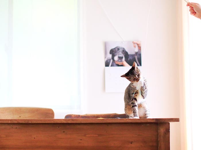 猫じゃらしも本望だろうよ。