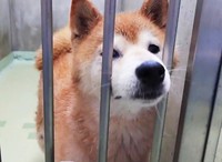 動物愛護センターに収容されていた頃の多美