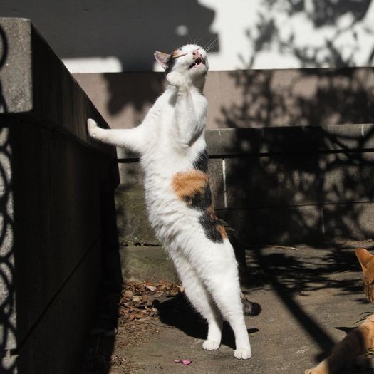 「行司と呼ばれる審判の（はっきよーいという合図で）」（大空出版提供）