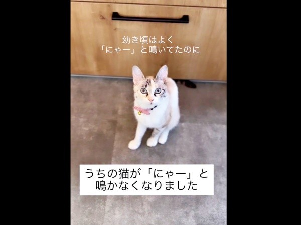 子猫時代は、「ニャー」と鳴いていたおくらちゃん（画像提供：soranohiさん）