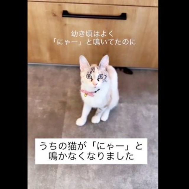子猫時代は、「ニャー」と鳴いていたおくらちゃん（画像提供：soranohiさん）