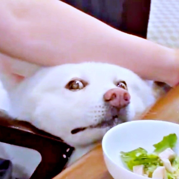 カメラに気づくまゆちゃん（画像提供：秋田犬まゆさん）