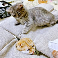 ソファの隙間からムギくんがひょっこり！ 凝視するひまりちゃん（画像提供：亀ぽまさん）