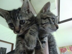まずは見分けることから！？　そっくり＆ビビリんぼうな２匹の子猫を慣らすまで