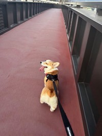 お散歩中、ご機嫌そうなミラクくん（提供：みらくさん）