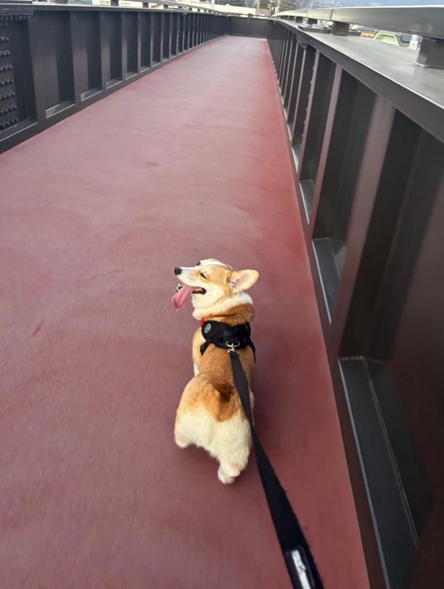 お散歩中、ご機嫌そうなミラクくん（提供：みらくさん）