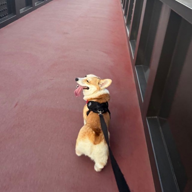 お散歩中、ご機嫌そうなミラクくん（提供：みらくさん）