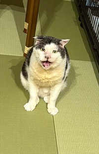 体重も増え、毛並みもキレイになりました（画像提供：松本さん）