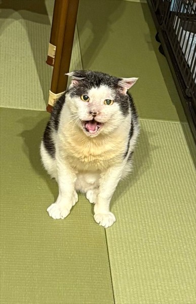 体重も増え、毛並みもキレイになりました（画像提供：松本さん）