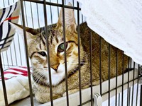 お迎えしてすぐの小眼球のあんずちゃん（画像提供：アシメEYEあんずさん）