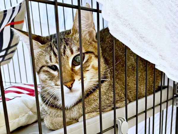 お迎えしてすぐの小眼球のあんずちゃん（画像提供：アシメEYEあんずさん）