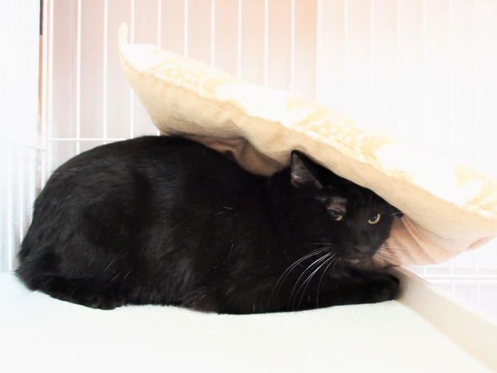 黒猫の冬風くんも、多頭飼育現場からレスキューされてきた