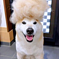 柴犬の換毛期にびっくり！ 笑顔の福丸くん（画像提供：福丸さん）