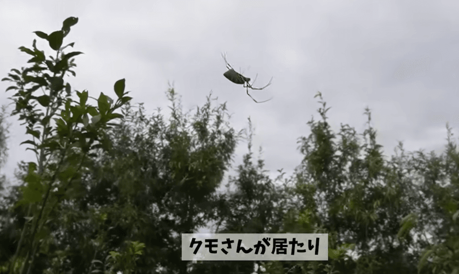 吉瀬農園さんでは、「蜘蛛（クモ）」の巣がある樹木では、チュウゴクアミガサハゴロモの被害が少なかったそう（動画からキャプチャー：YouTubeチャンネル「吉瀬園芸」）