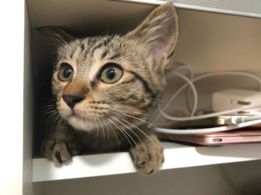 家に来た時は本棚に入る大きさでした（石川さん提供）