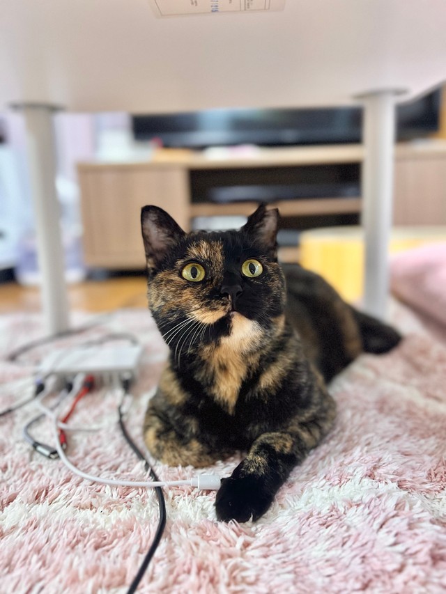 コードに興味なし！イタズラもしません（飼い主さん提供）