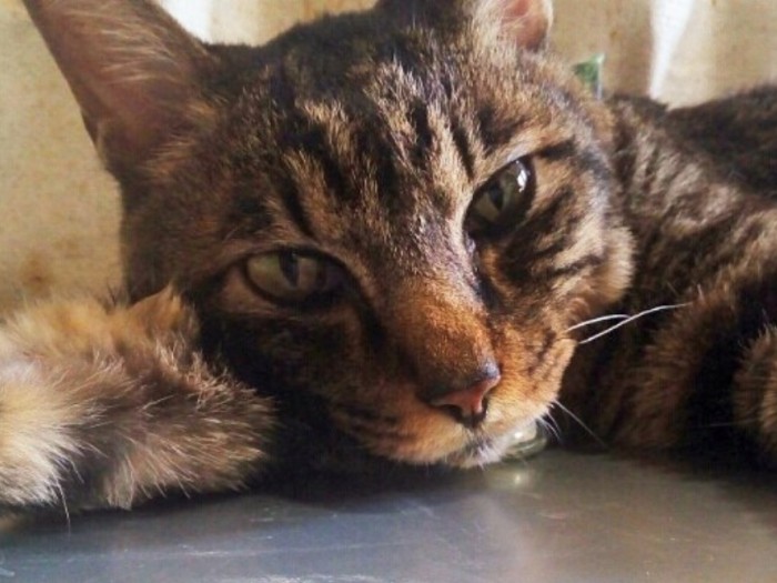 亡くなる3日前のグル。どんなに病院が嫌でも、暴れたり手を出したりしない優しい子だった（チィパッパさん提供）