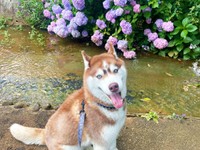 紫陽花を背景に笑みを浮かべるモヒートくん（画像提供：mojitohuskyさん）