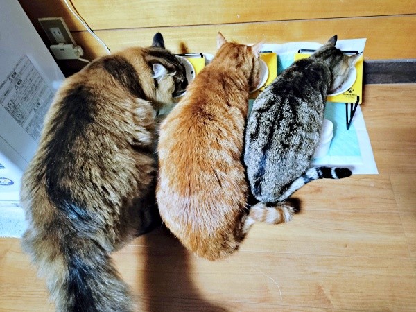 仲良くそろってご飯を食べる（左から）虎徹ちゃん、茶太郎ちゃん、ぺこちゃん（画像提供：がっちゃん（がつこ）さん）