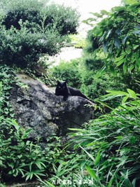 お庭を散歩し、岩の上でくつろいでいることもよくあるゴロくん