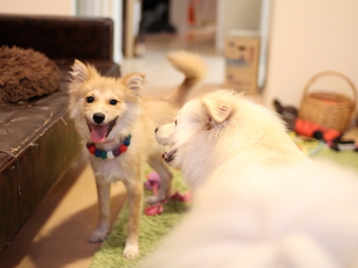 生後５カ月頃の手足だけが妙に伸びた「キモ期」の福助