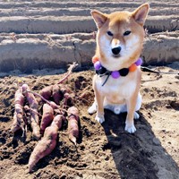 さつまいも掘りを楽しんだおだしくん（画像提供：柴犬おだしさん）