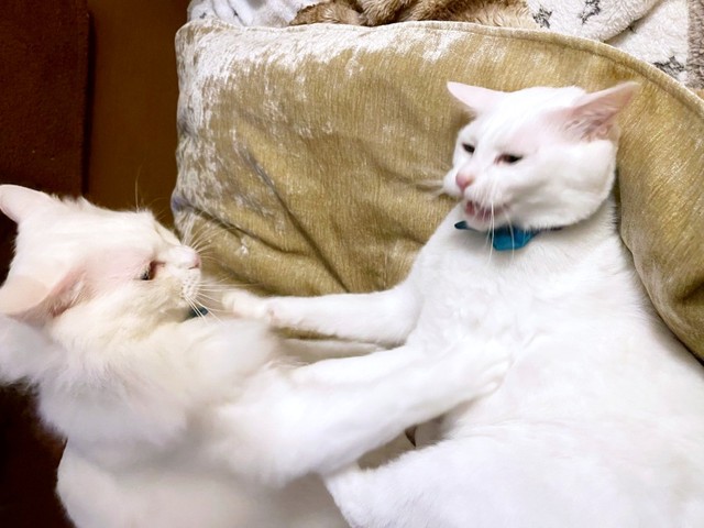 じゃれ合うレオちゃん（左）とミルちゃん（右）（画像提供：はんびらミルとおとろレオさん）