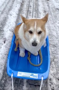 風を切って雪道を走ってるつもり…のアンディーくん（動画からキャプチャー／提供：コーギー短足部（部長）さん @corgi_andypapa）