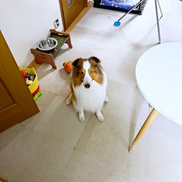 「散歩！」飼い主さんを見上げてアピールする天ちゃん（画像提供：むじゅっとてんちゃんさん）