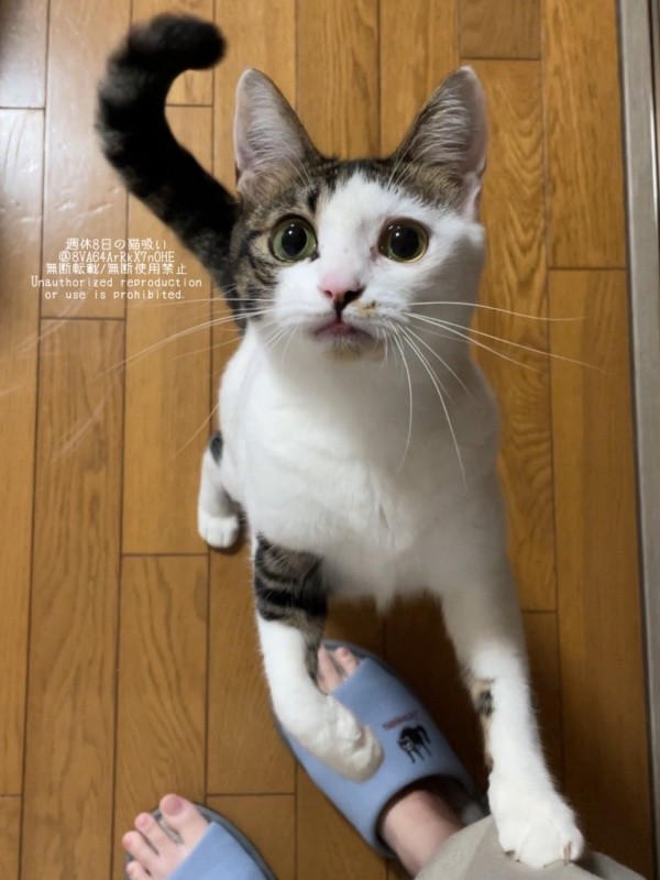 飼い主さんを見上げるねこさん（画像提供：週休8日の猫吸いさん）