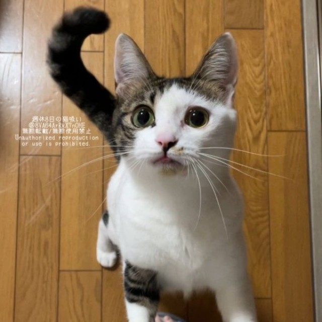 飼い主さんを見上げるねこさん（画像提供：週休8日の猫吸いさん）