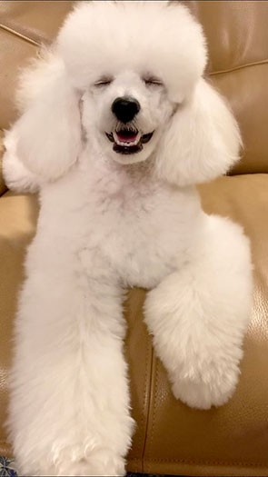 でもこんなふにゃ～とした表情も（飼い主さん提供）