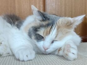 マンチカンの「ヒナ」　テレビボードの上で気持ちよさそうに熟睡中