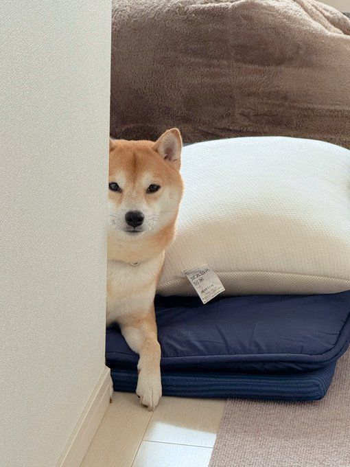 柴犬の拗ね顔に笑顔がこぼれる！
