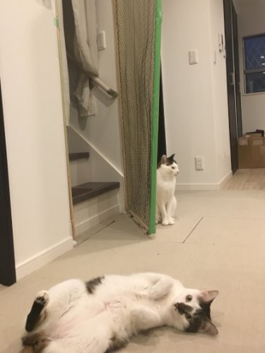 階段前に扉を設置（玄関と居間の間にも扉を作りました）